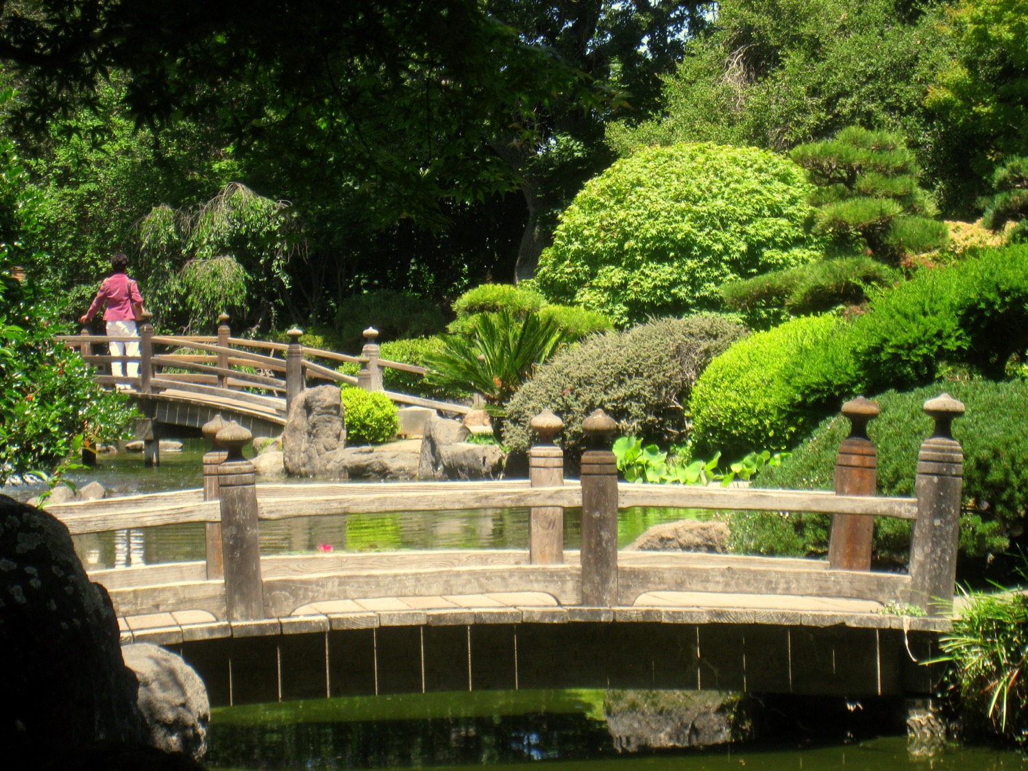 The Japanese Tea Garden in Central Park, San Mateo